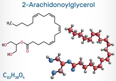 2-Arachidonoylgliserol, 2-AG molekülü. Omega-6 arachidonik asit ve gliserolden oluşan bir endokannabinoid. Yapısal kimyasal formül ve molekül modeli. Vektör illüstrasyonu
