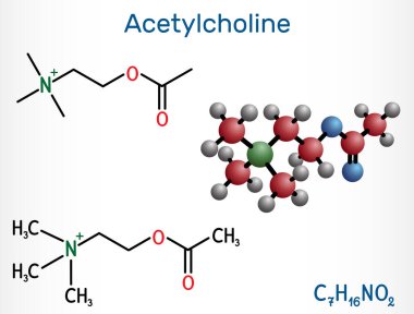 Acetylcholine, ACh molecule. It is parasympathomimetic neurotransmitter, vasodilator agent, hormone, human metabolite. Structural chemical formula and molecule model. Vector illustration clipart