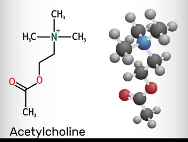 Asetilkolin, ACH molekülü. Parasimpatomimetik nörotransmiter, vazodilatör faktörü, hormon, insan metaboliti. Yapısal kimyasal formül ve molekül modeli. Vektör illüstrasyonu