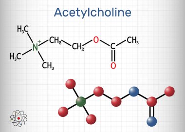 Asetilkolin, ACH molekülü. Parasimpatomimetik nörotransmiter, vazodilatör faktörü, hormon, insan metaboliti. Yapısal kimyasal formül ve molekül modeli. Kafesteki bir kağıt parçası. Vektör illüstrasyonu
