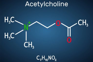 Asetilkolin, ACH molekülü. Parasimpatomimetik nörotransmiter, vazodilatör faktörü, hormon, insan metaboliti. Koyu mavi arkaplanda yapısal kimyasal formül. Vektör illüstrasyonu