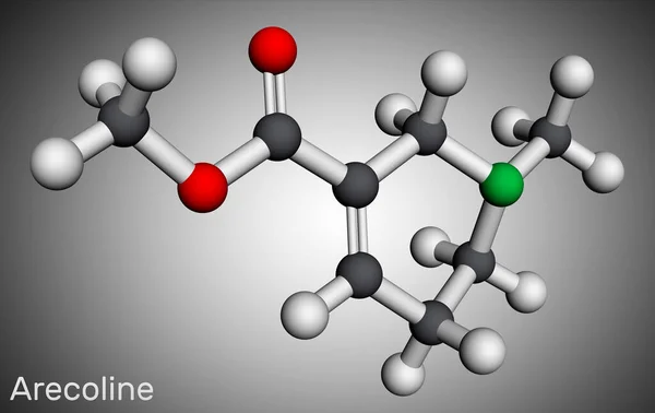 Arecolinmolekylen Det Lkaloid Från Betelnöten Areca Catechu Molekylär Modell Återgivning — Stockfoto