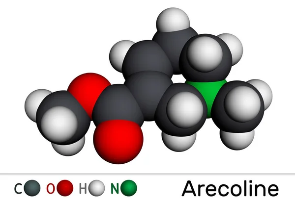 Μόριο Αρεκολίνης Είναι Lkaloid Λαμβάνεται Από Παξιμάδι Betel Areca Catechu — Φωτογραφία Αρχείου
