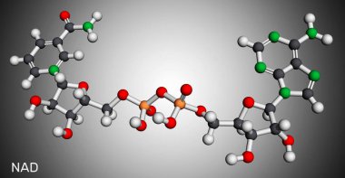 Nikotinamid adenin dinükleotid (oksitlenmiş form, NAD +) molekülü. Doğada bulunan ve sayısız enzimsel reaksiyonda yer alan bir koenzimdir. Moleküler model. 3 boyutlu görüntüleme. Görüntü