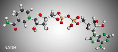 Nikotinamid adenin dinükleotid (düşük form, NADH) molekülü. Doğada bulunan ve sayısız enzimsel reaksiyonda yer alan bir koenzimdir. Moleküler model. 3 boyutlu görüntüleme. Görüntü