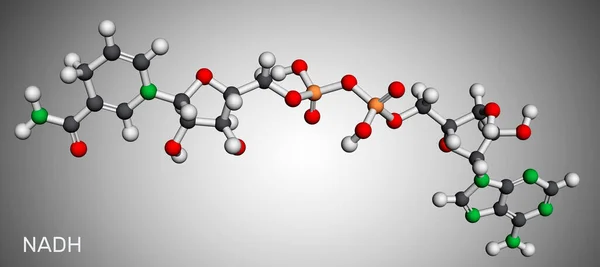 Nikotinamidadenindinukleotid Reducerad Form Nadh Molekyl Det Koenzym Finns Naturen Och — Stockfoto