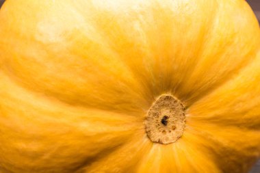 Bir parça sarı balkabağı. Kapat.