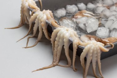 Ahtapot dokunaçları tepside asılı. Tepside erimiş buz. Kapatın. Gri arkaplan