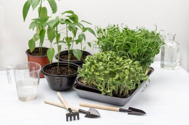 Saksıdaki yeşil ev bitkileri. Kabın içinde ayçiçeği ve bezelye filizi. Bahçe aletleri masada. Su bardakta ve şişede. Beyaz arka plan. Üst görünüm