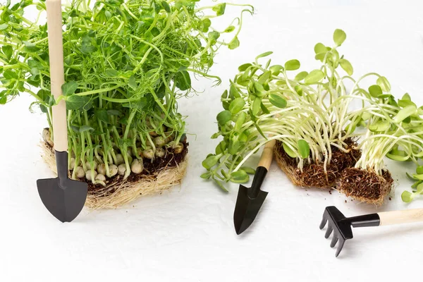 Pea Sunflower Sprouts Roots Garden Tools Microgreen Nutrition Top View — Stock fotografie
