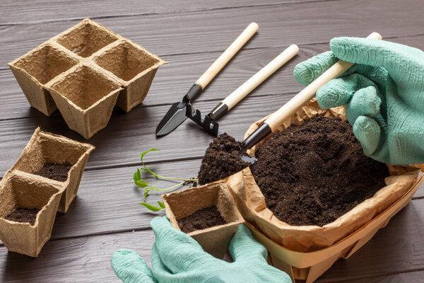 Gloved hands hold shovel with soil and peat pot with soil. Soil in paper container, rake and shovel. Top view. Dark wooden background