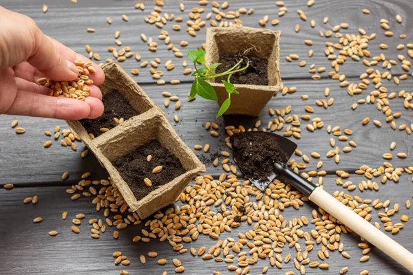 Seeds in hand. Soil and seedlings in a peat pot, seeds, a shovel with soil. Top view. Dark wooden background