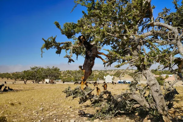 Moroccan Goats Feast Fruits Argan Tree — Fotografia de Stock