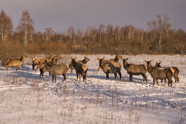 Kışın derin karda vahşi bir geyik