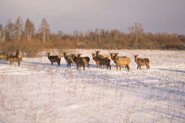 Kışın derin karda vahşi bir geyik