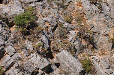 Abhazya 'daki milli parkın vahşi dağ keçileri