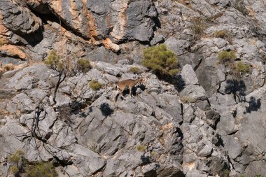 Abhazya 'daki milli parkın vahşi dağ keçileri