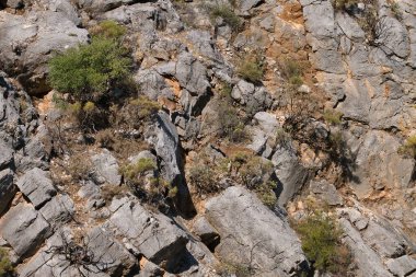 Abhazya 'daki milli parkın vahşi dağ keçileri