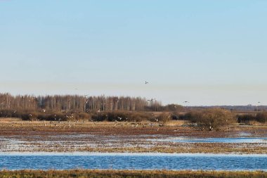 Kaz ve ördeklerin yuvalarına bahar uçuşu