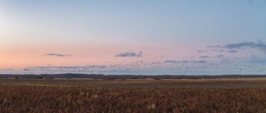 Kaz ve ördeklerin yuvalarına bahar uçuşu