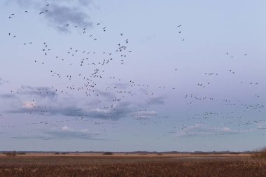 Kaz ve ördeklerin yuvalarına bahar uçuşu