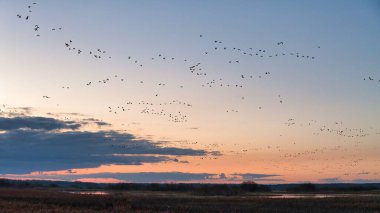 Kaz ve ördeklerin yuvalarına bahar uçuşu