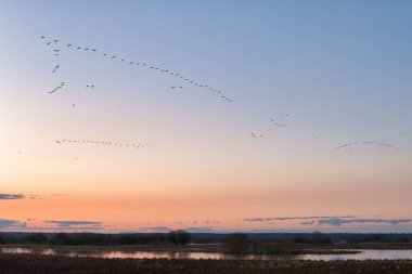 Kaz ve ördeklerin yuvalarına bahar uçuşu