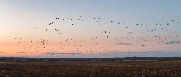 Volo Primaverile Oche Anatre Verso Siti Nidificazione — Foto Stock