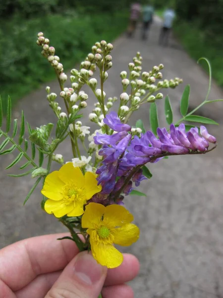 Farklı renklerde yabani çiçekler.. 