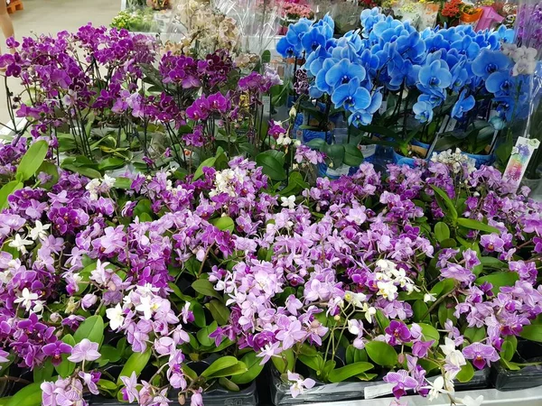 Çiçeklerle Dolu Bir Orkide Dükkanı — Stok fotoğraf