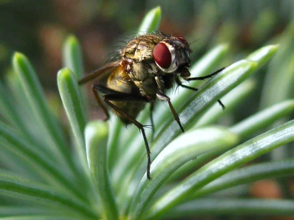 Bir böceğin makro görüntüsü