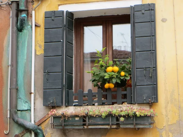 VENICE, ITALY - 2018. Lemon tree on the window sill of an old house window. High quality photo