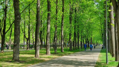 Green alley with lime trees and a path