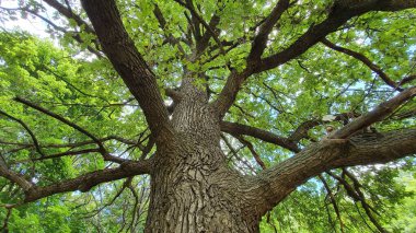 Bottom view of a large green oak.