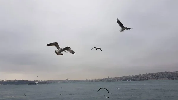 Seagulls Gray Sky Istanbul — Stock Photo, Image