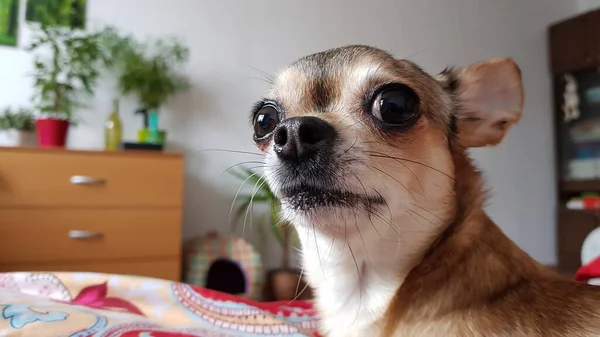 Evde küçük bir chihuahua köpeği