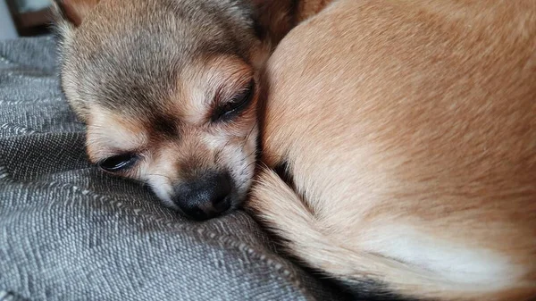 Mały Śpiący Czerwony Pies Chihuahua — Zdjęcie stockowe