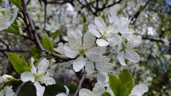 Apple blossom shot large