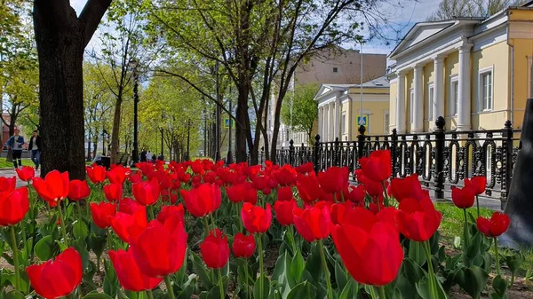 Moskova 'da güneşli bir bahar gününde şehrin çiçek tarhında kırmızı laleler.