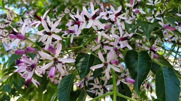Egzotik leylak çiçekleri olan bir dal.