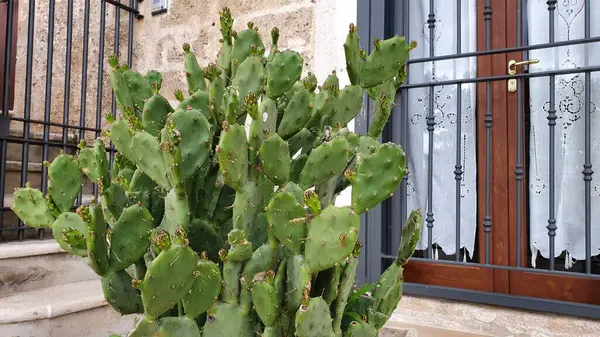 A plant in a tub in front of the entrance to the house. 
