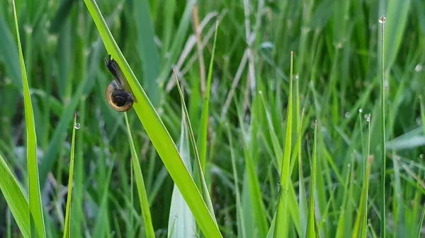 Snail sitting on a grass.