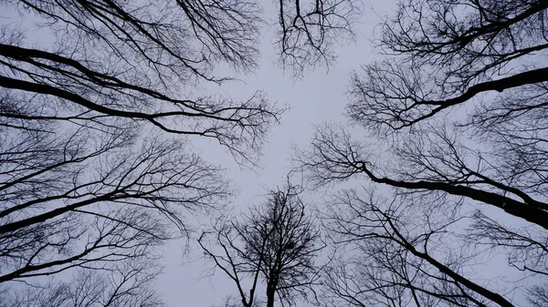 Träd Utan Blad Mot Himlen — Stockfoto