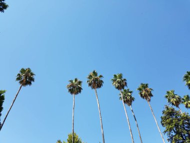 Gökyüzüne karşı palmiye ağaçları