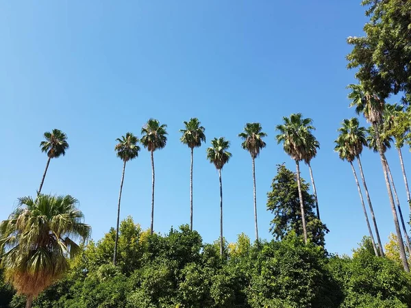 Gökyüzüne karşı palmiye ağaçları