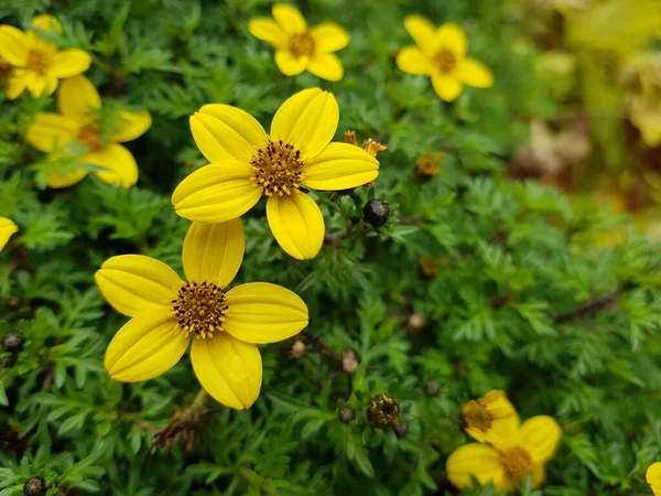 Flores Amarillas Caléndula Fondo Del Follaje — Foto de Stock