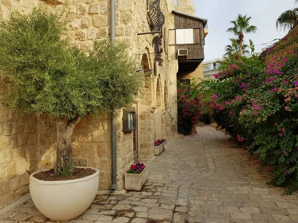 Evin girişinin önünde bitkilerle süslenmiş bir avlu.