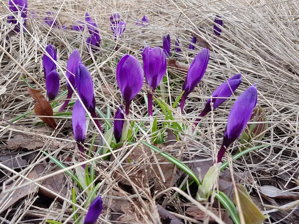 Baharda bir açıklıkta mavi timsahlar