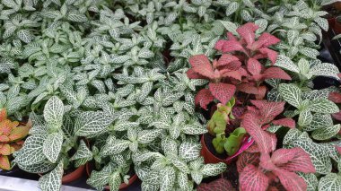 Parlak yapraklı ev bitkileri