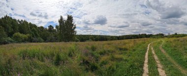 Yazın yolu olan yeşil bir tarla